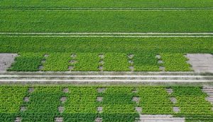 donkere veldjes met Powerleaf Quattro